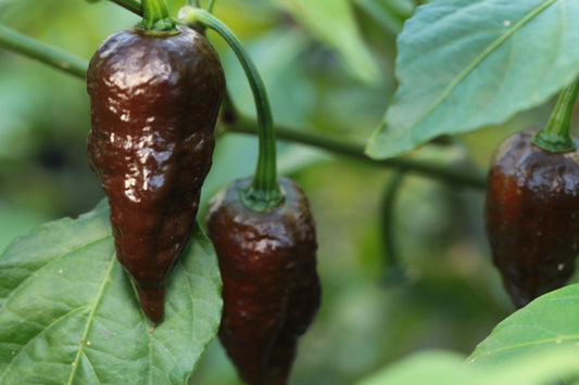 Bhutlah DM Chocolate