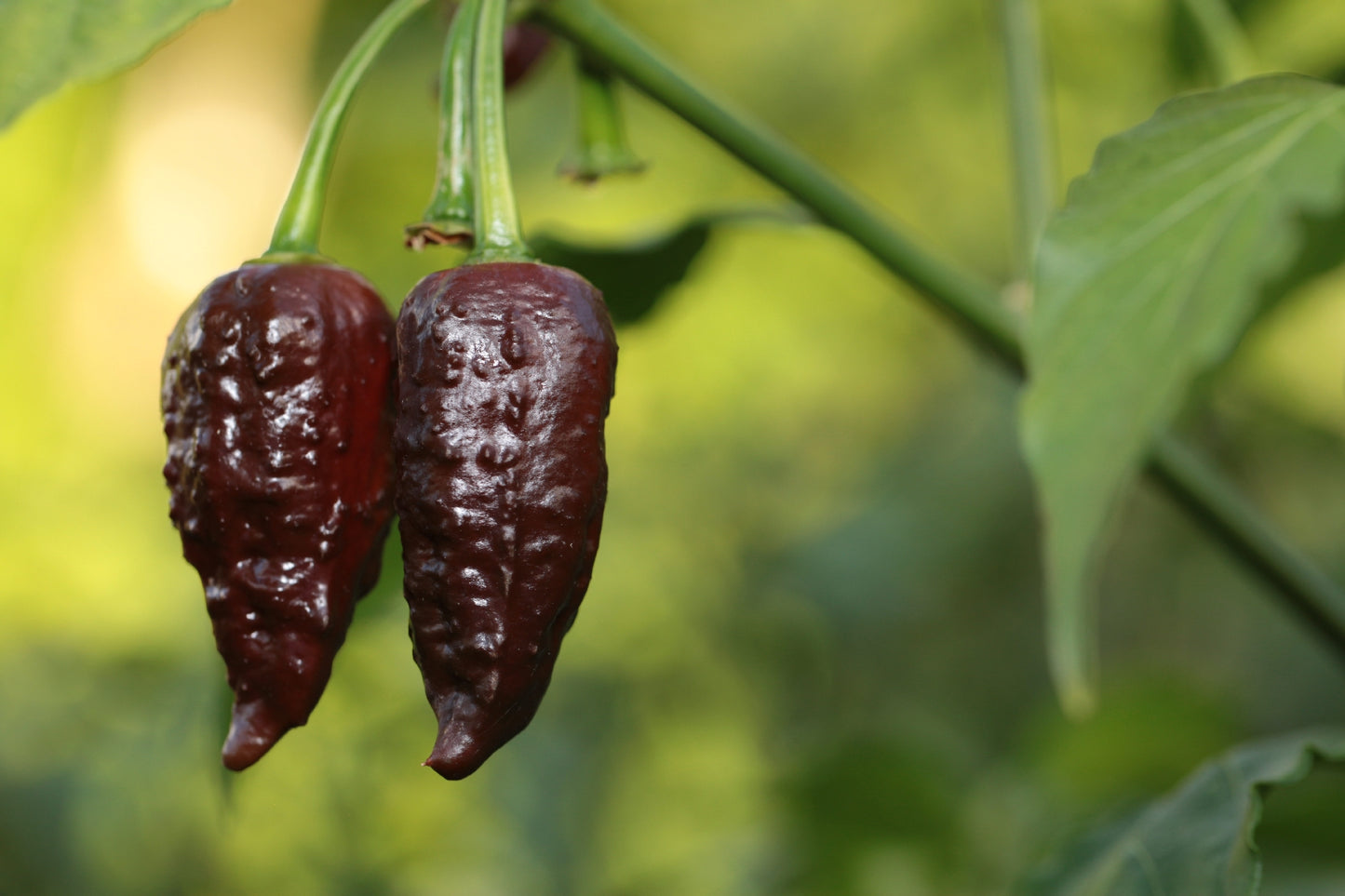 Bhutlah DM Chocolate