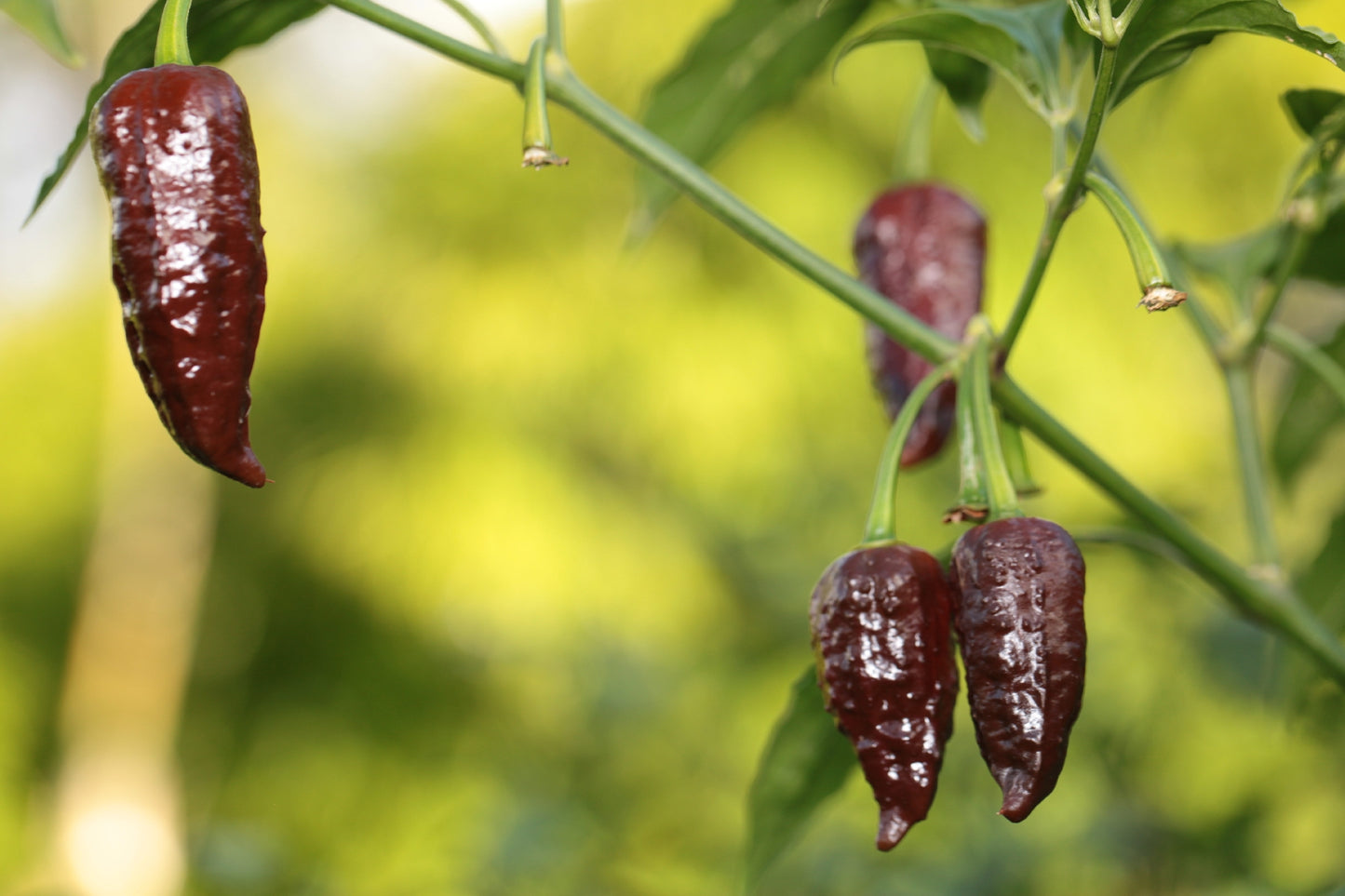 Bhutlah DM Chocolate