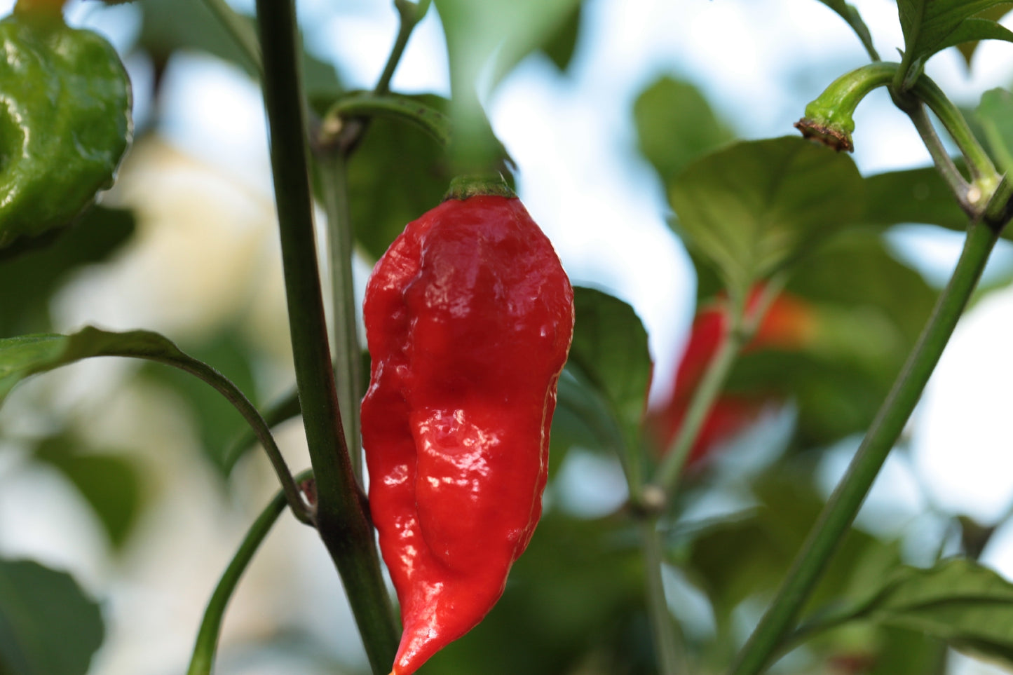 Apocalypse Red