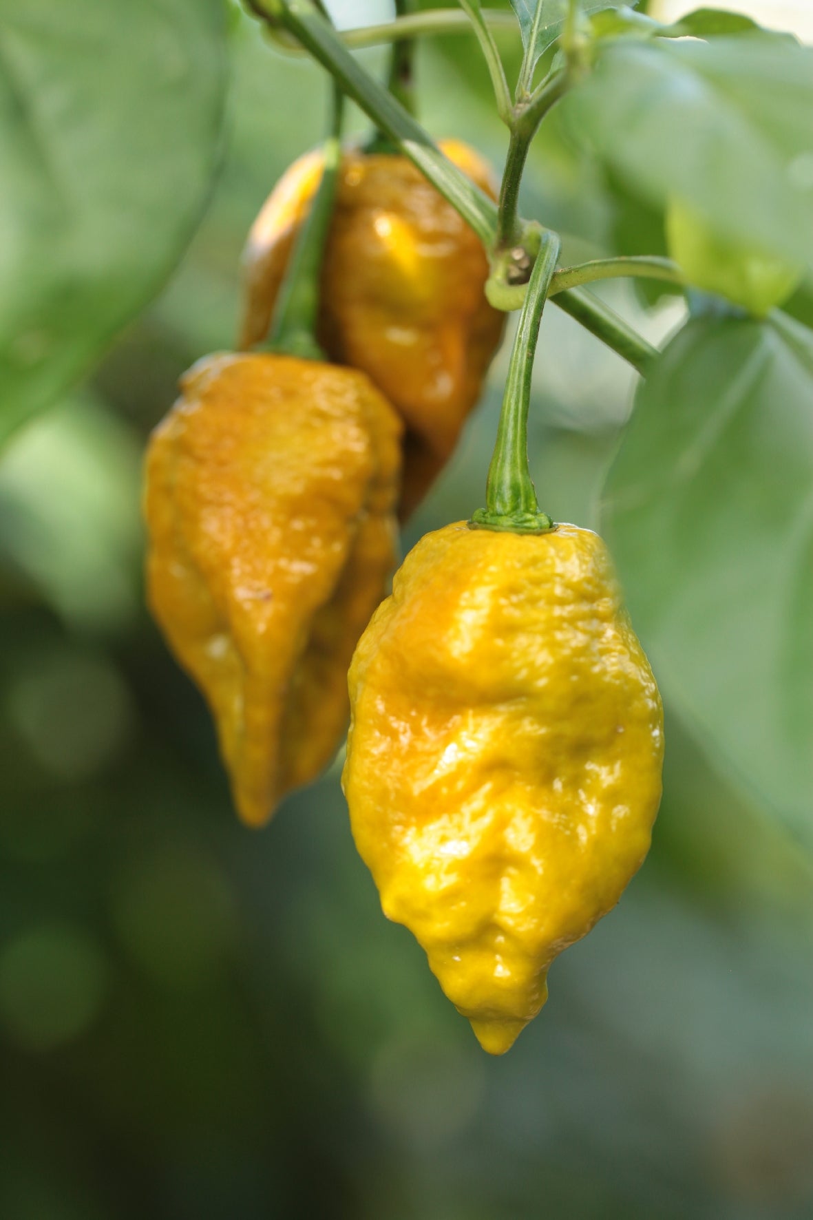 Bhutlah TCF