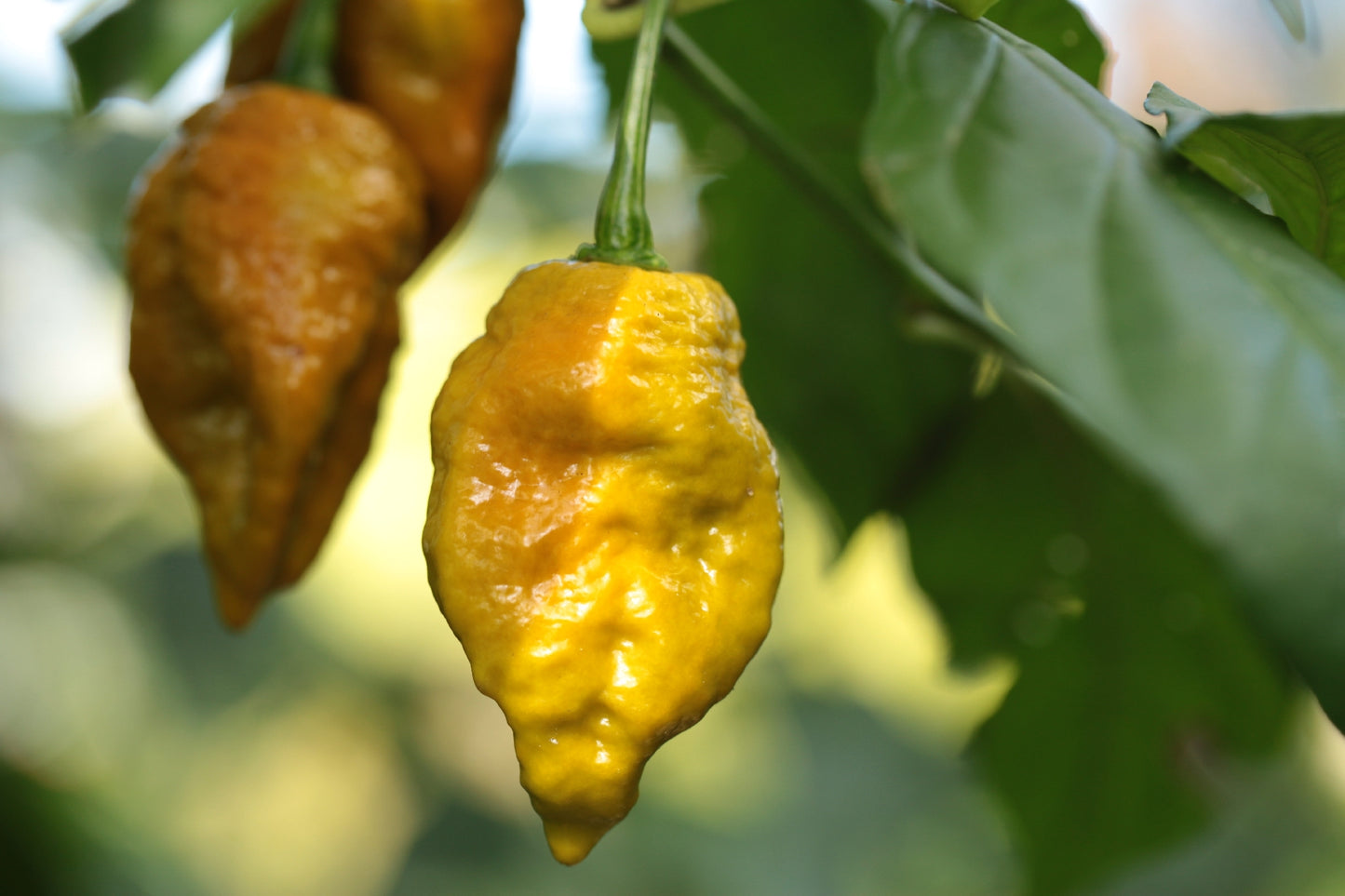 Bhutlah TCF