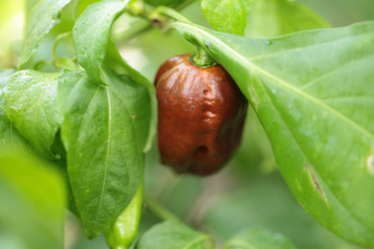 Bhutlah Steven Chocolate