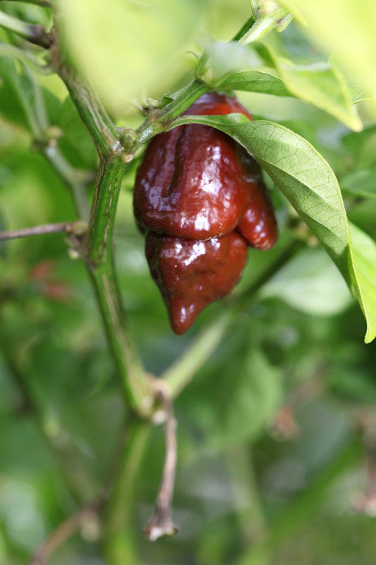 Carolina Reaper Cross Carbonero Chocolate