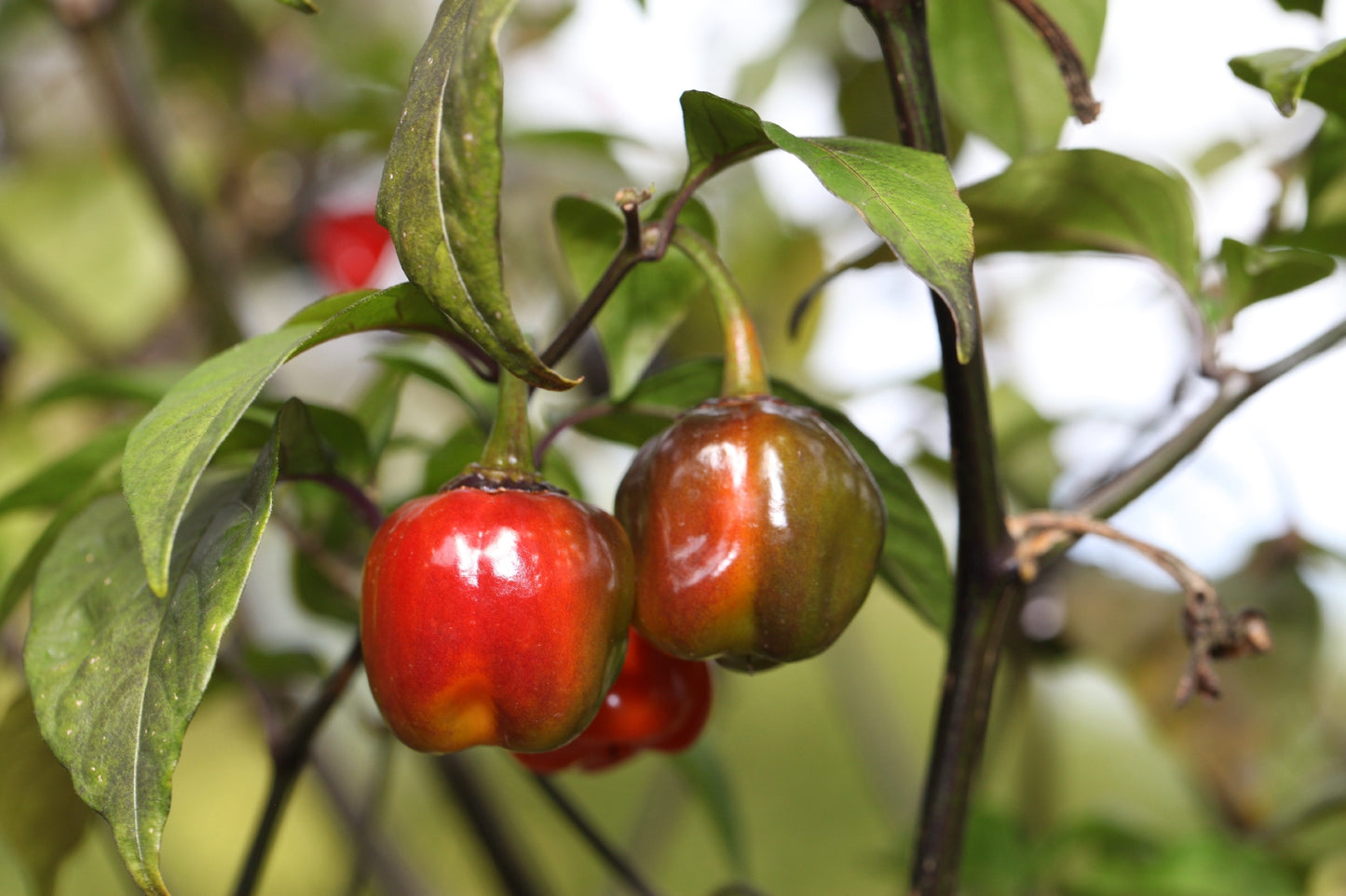 Trinidad 7 Pod Bubblegum Cross Pimenta Da Neyde