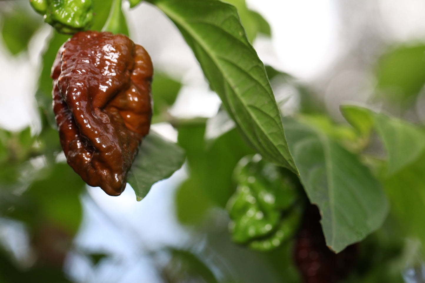 Trinidad 7 Pod Douglah Cross Naga Morich