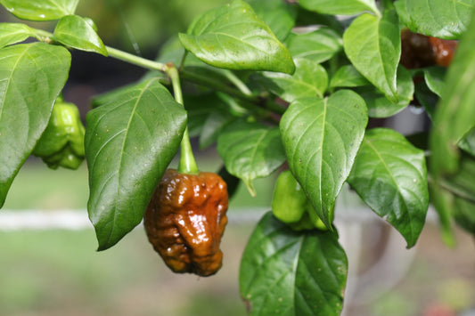 Bhutlah Black Mushroom Pheno