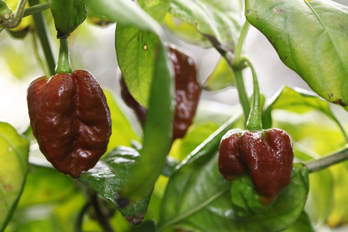 Bhutlah Black Mushroom Pheno