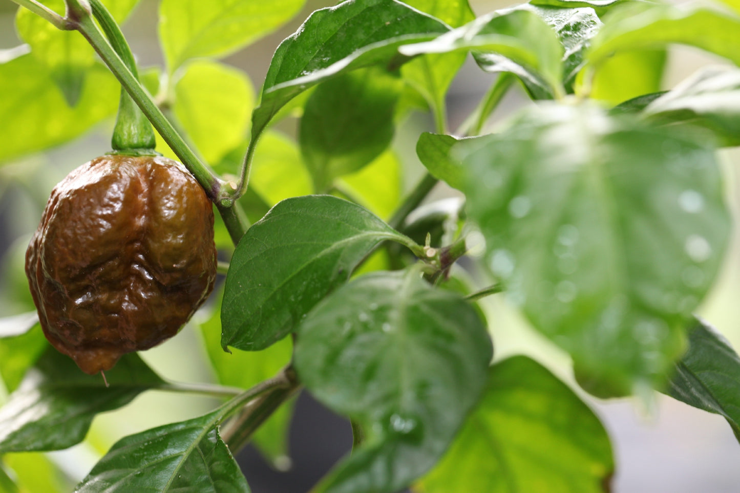 Bhutlah Black Mushroom Pheno