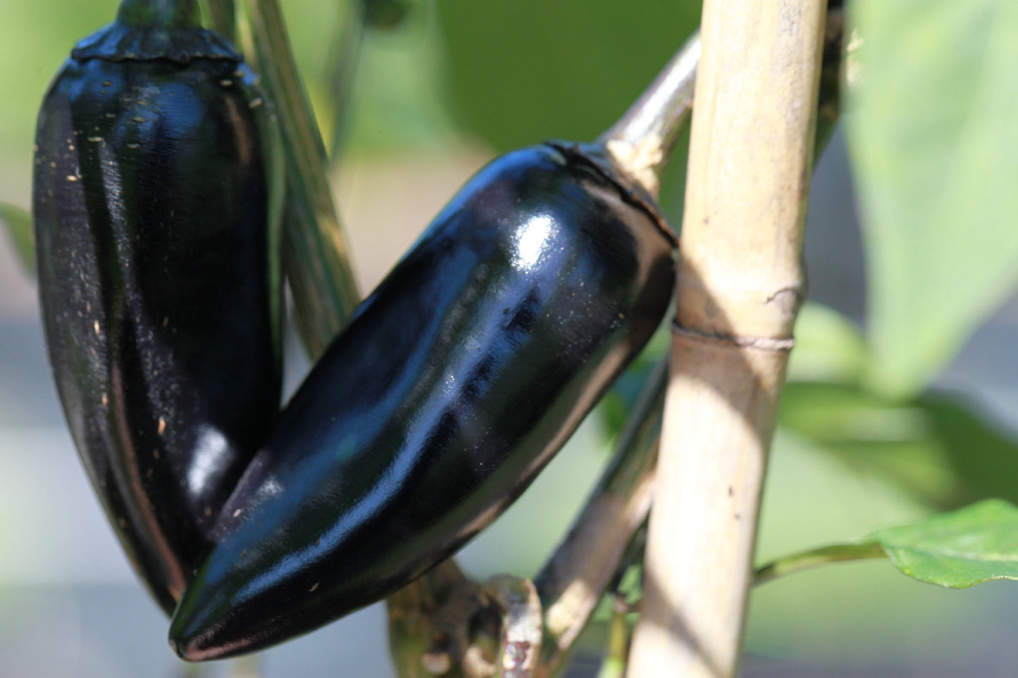 Hungarian Black