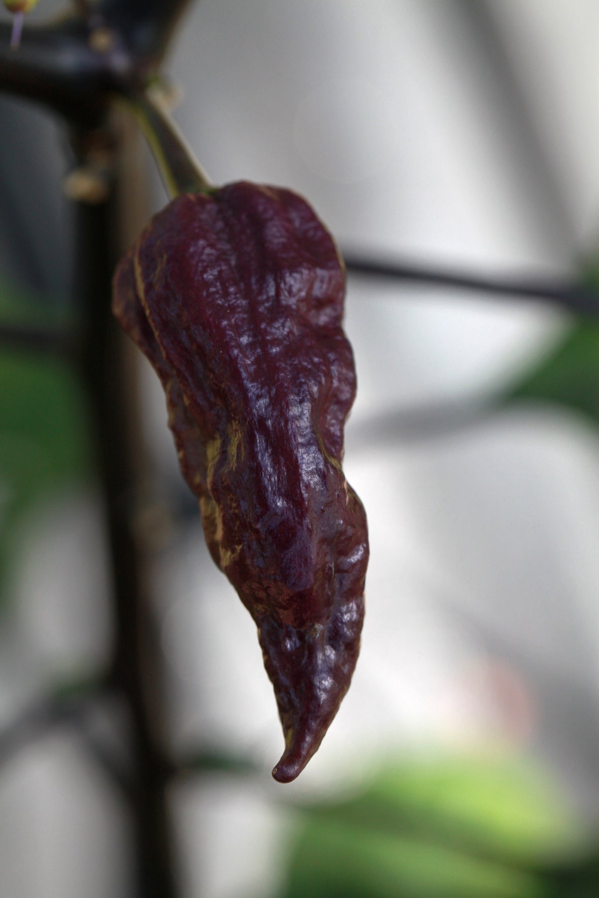Yaki Blue (Purple Bhut)