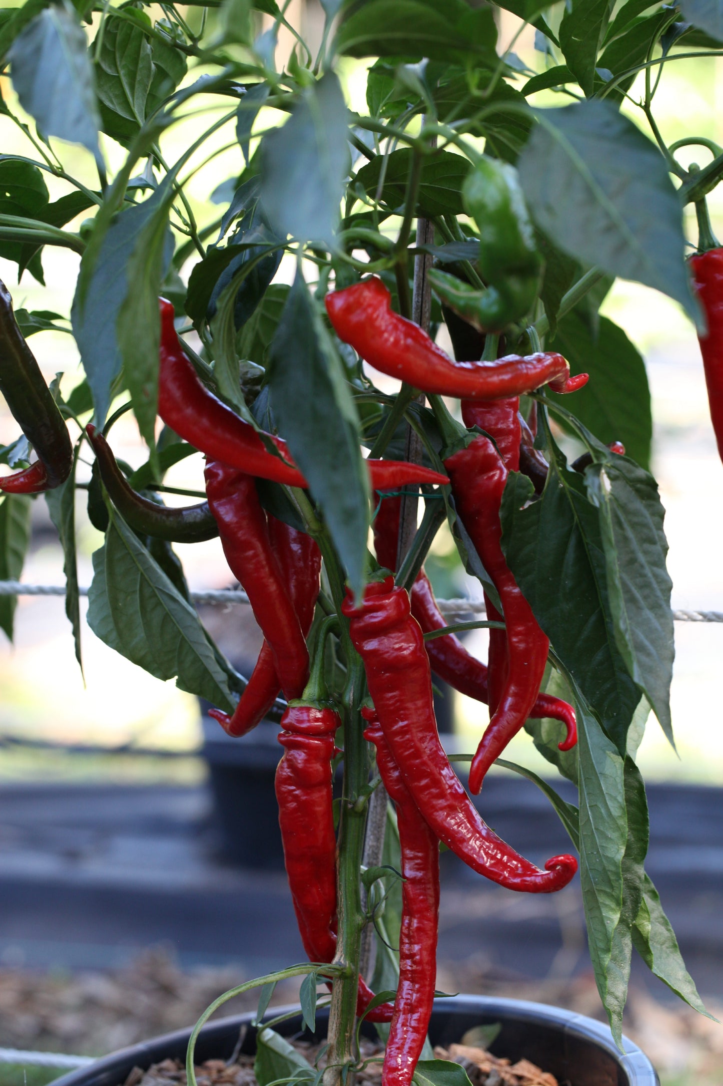 Cayenne Long Slim