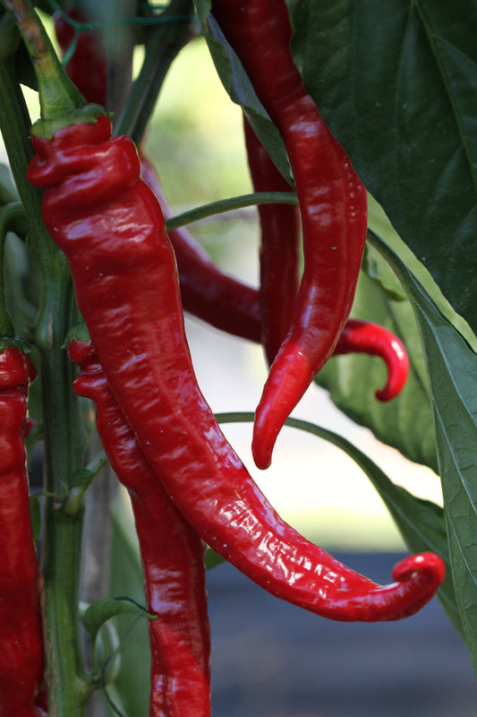 Cayenne Long Slim