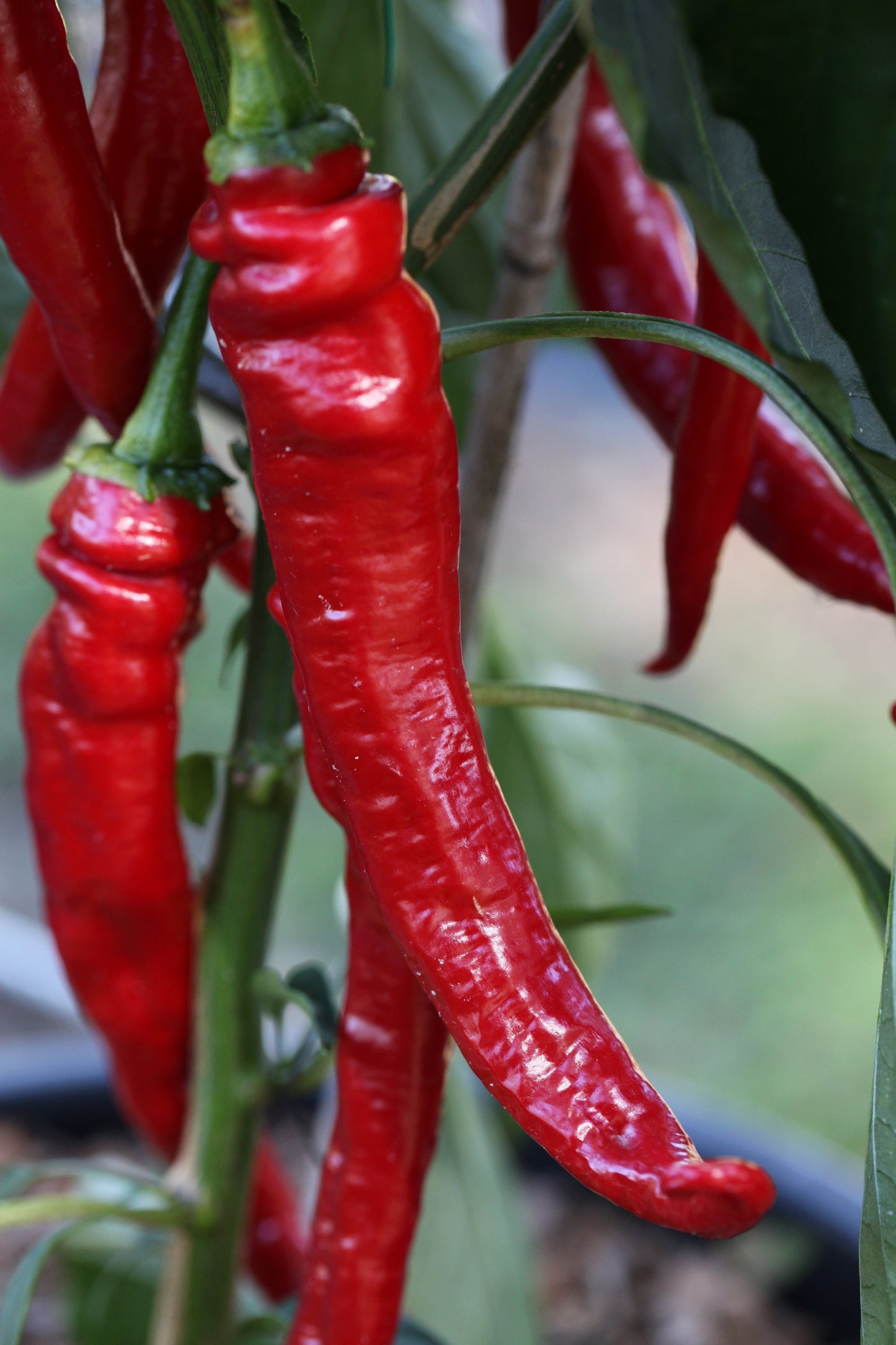 Cayenne Long Slim