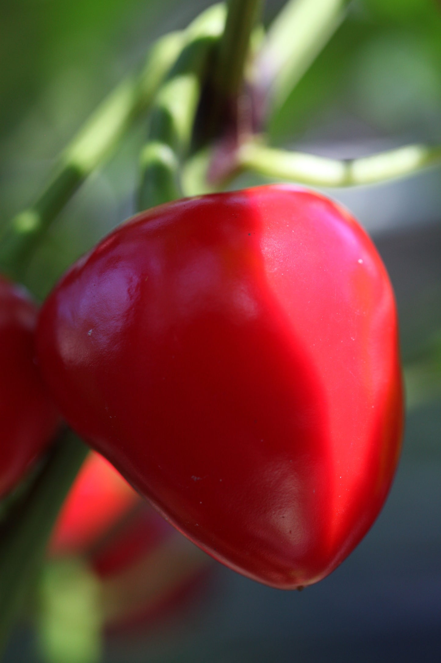 Red Ball