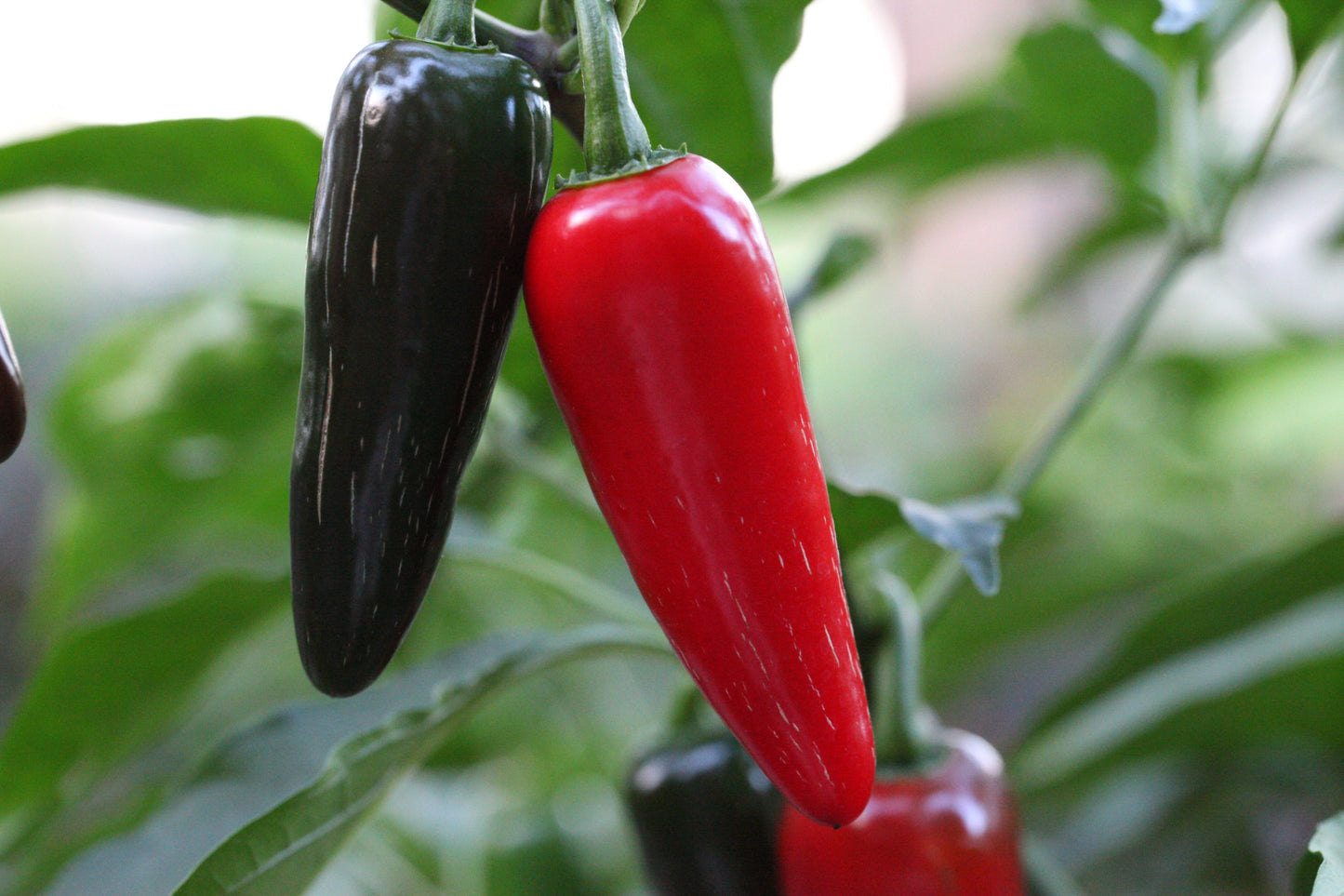Jalapeno
