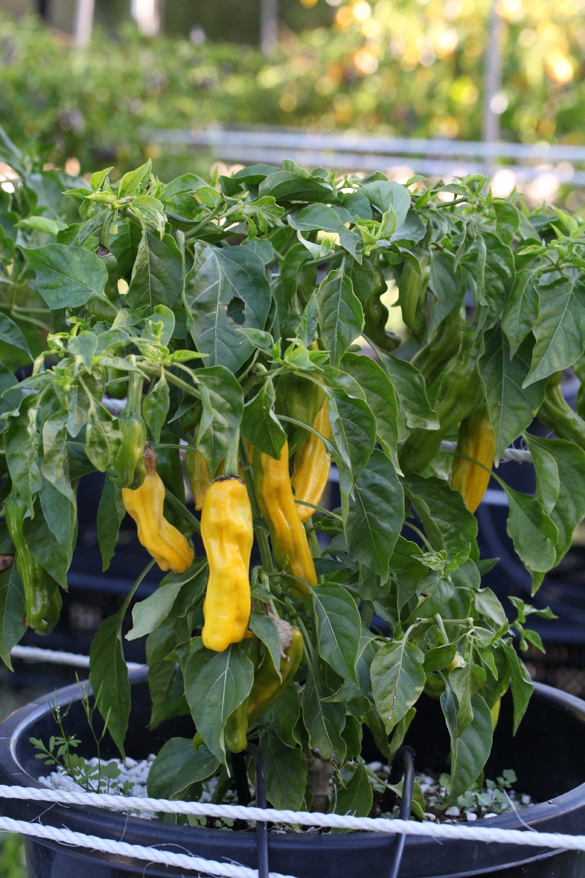 Peter Pepper Penis