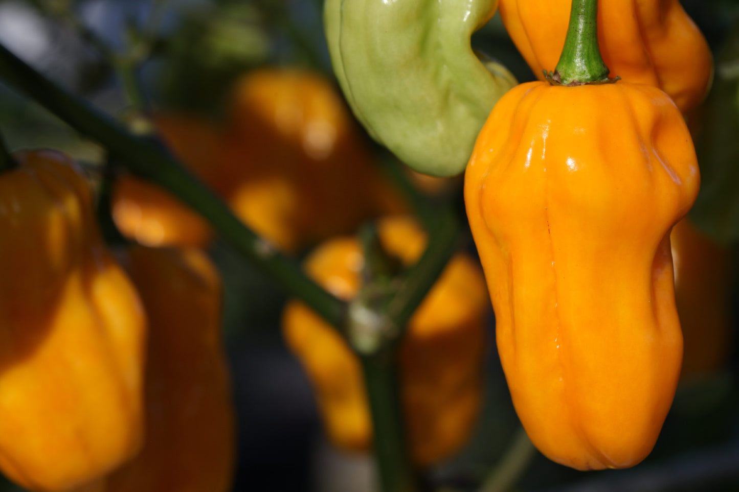 Habanero Golden Yellow