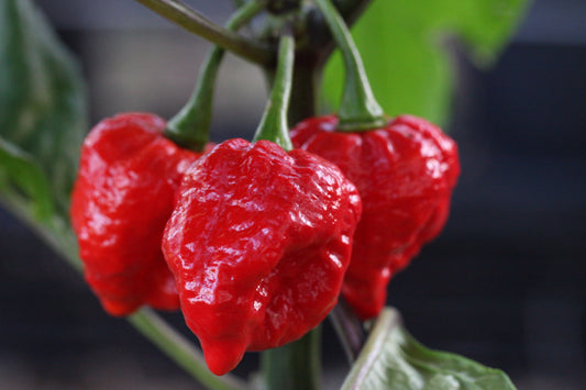 Trinidad Scorpion Moruga