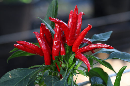 Thai Chilli Hot