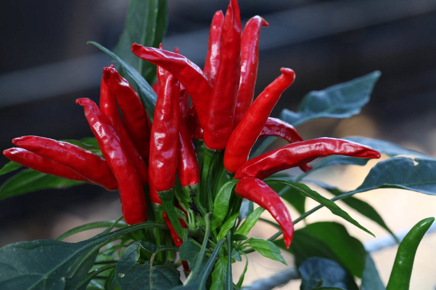 Thai Chilli Hot