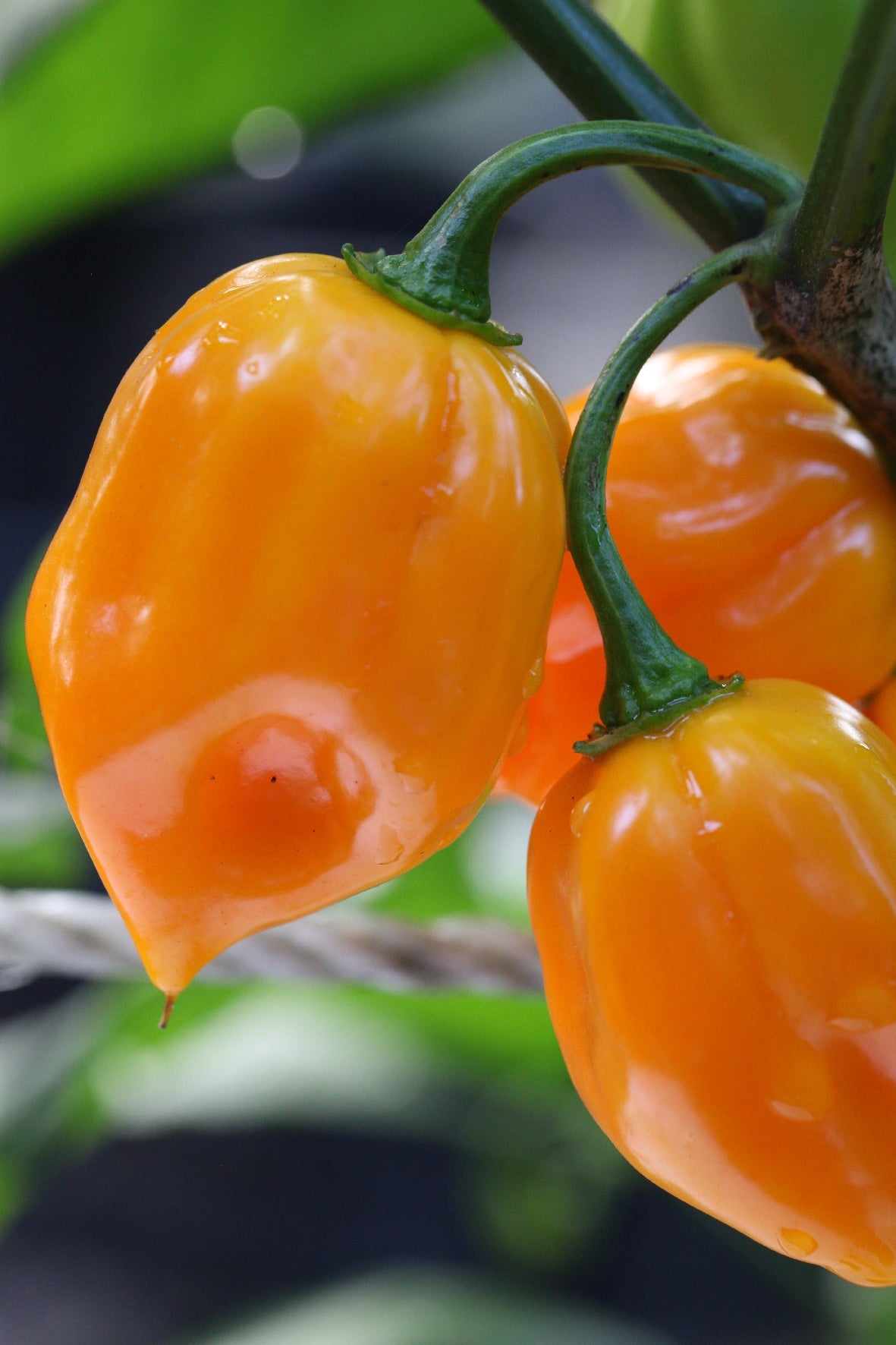Scotch Bonnet Jamaica