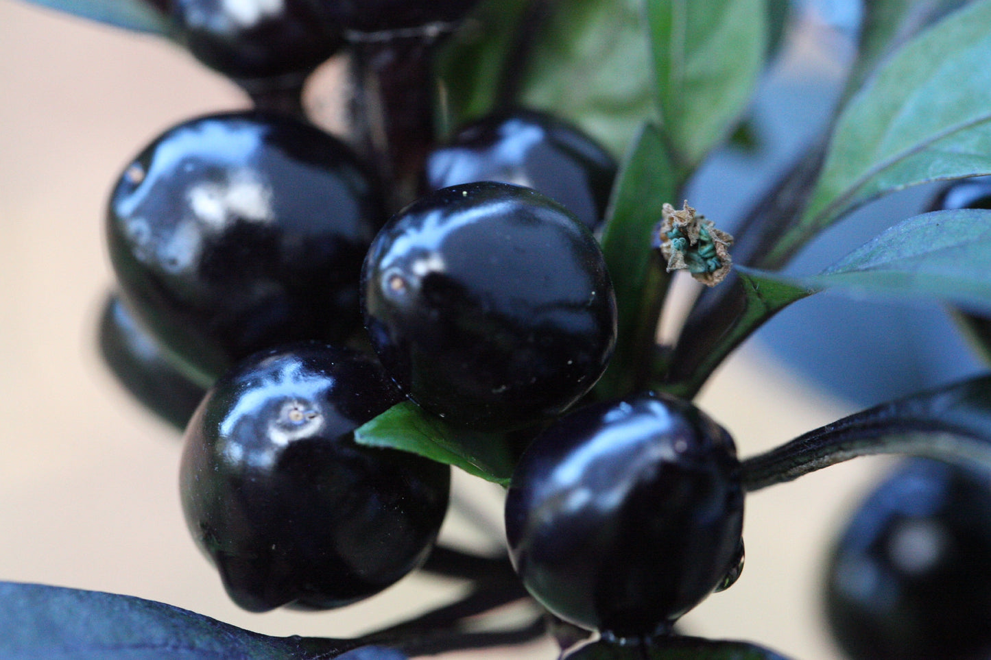 Black Pearl