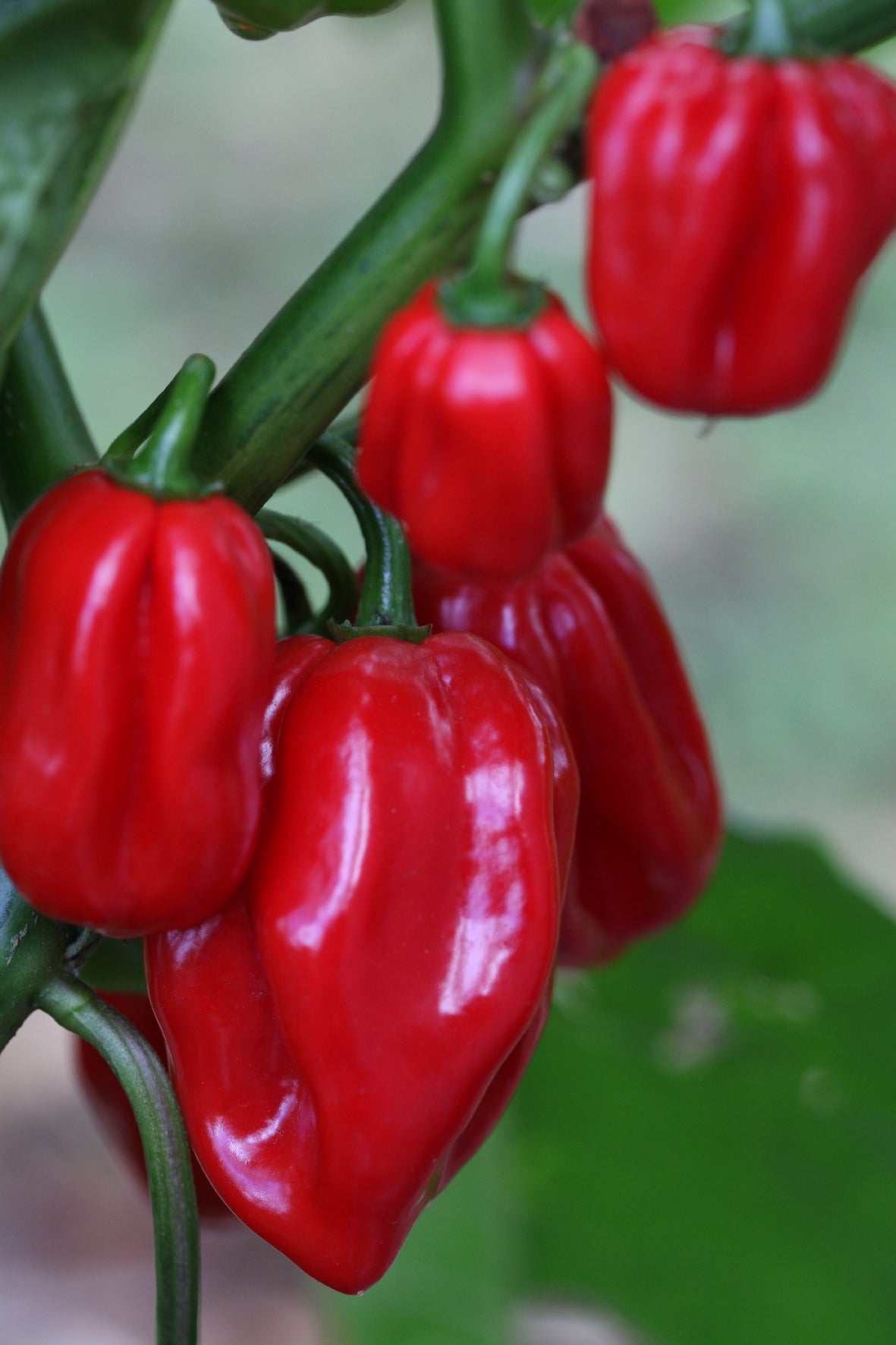 Habanero West Indies Red (Caribbean Red)