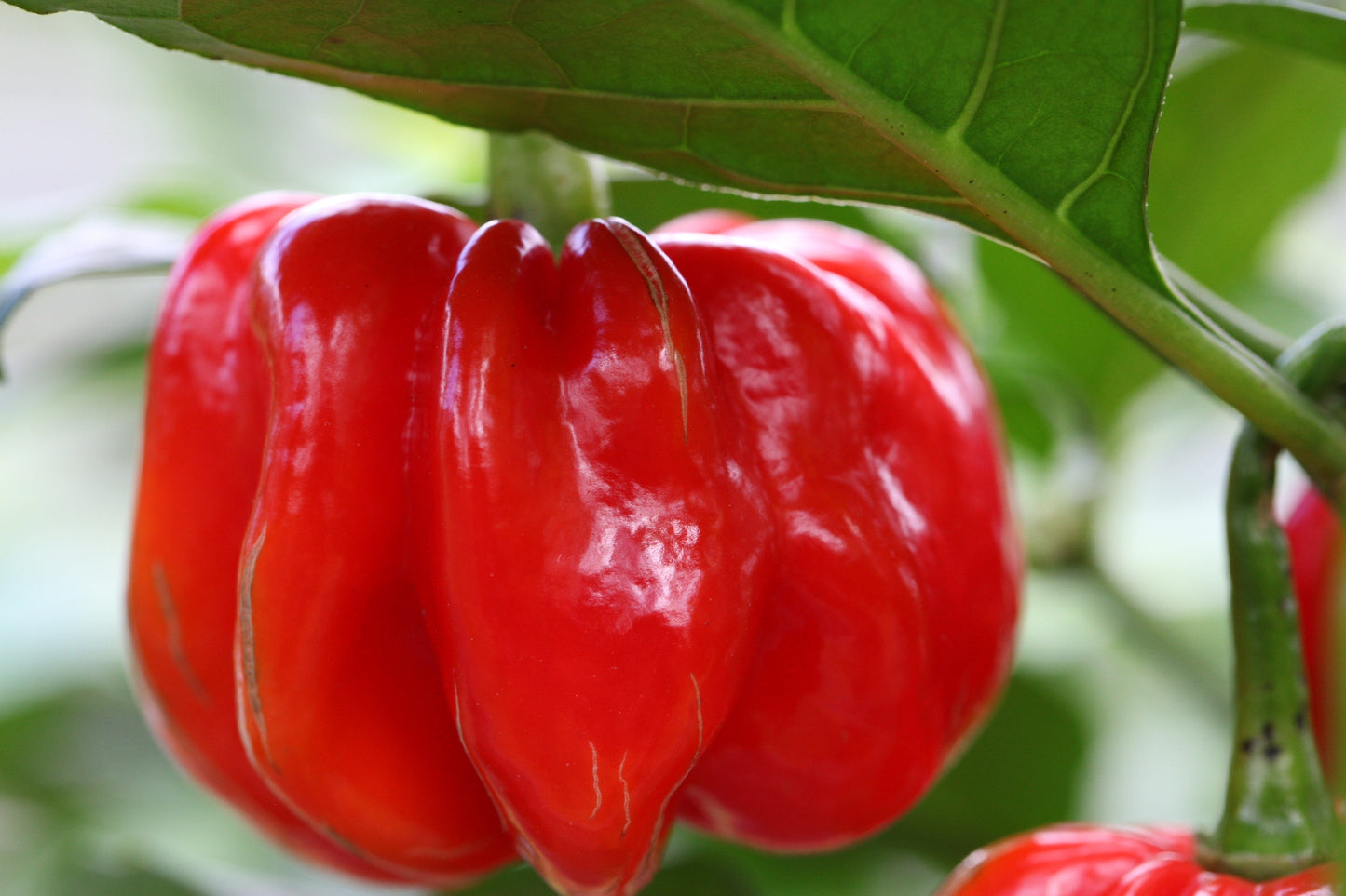 Habanero Red Savina Large