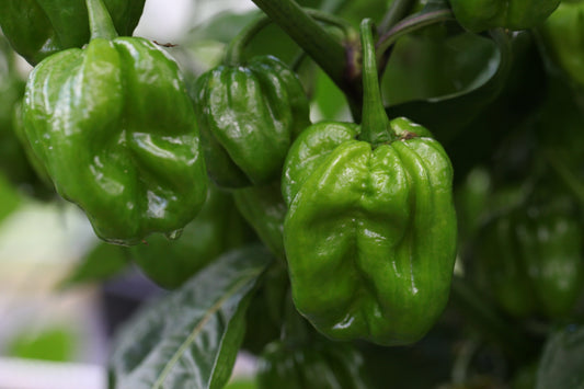 Habanero XL