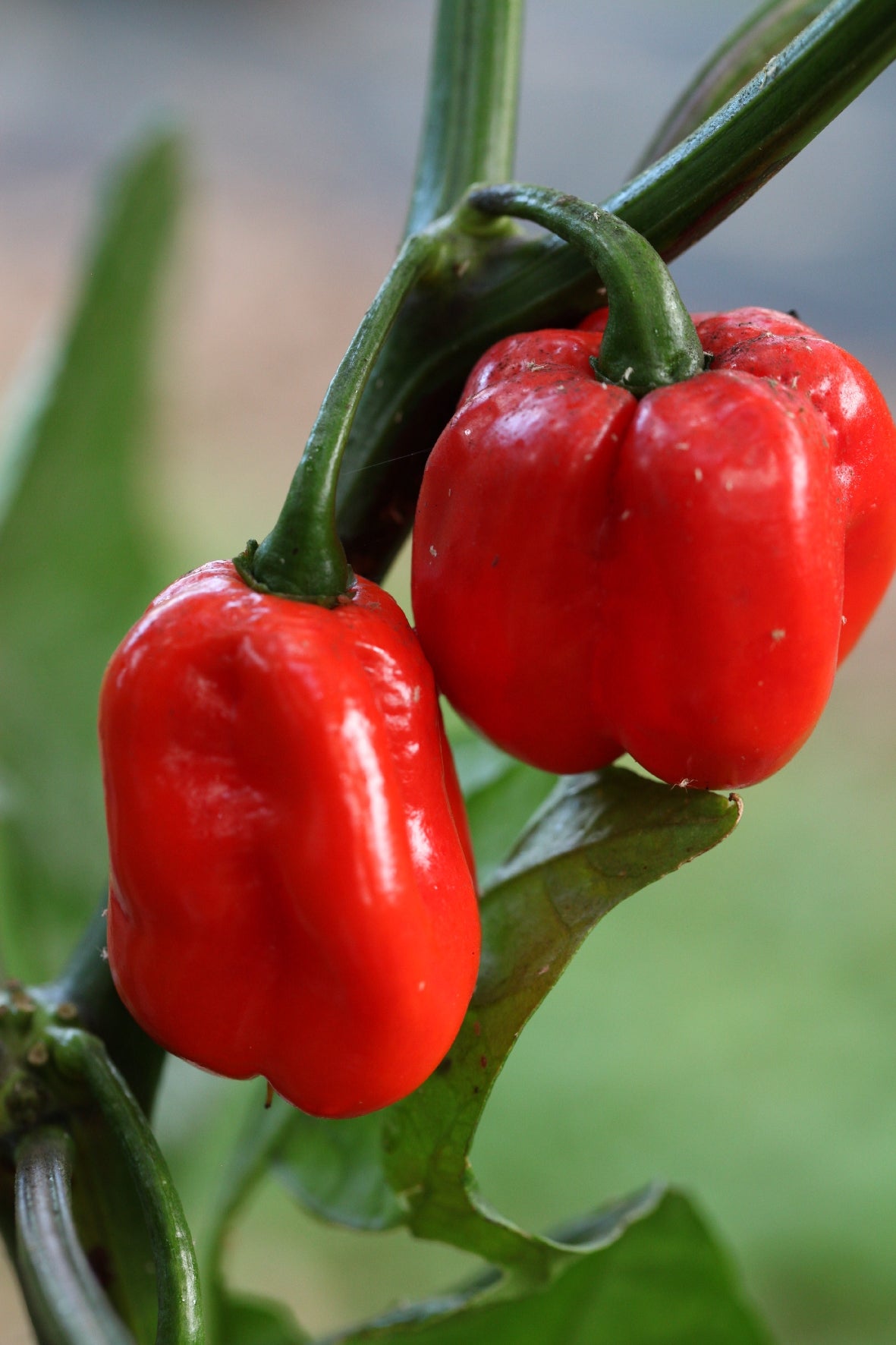 Trinidad 7 Pod Cross 7 Pod XXL