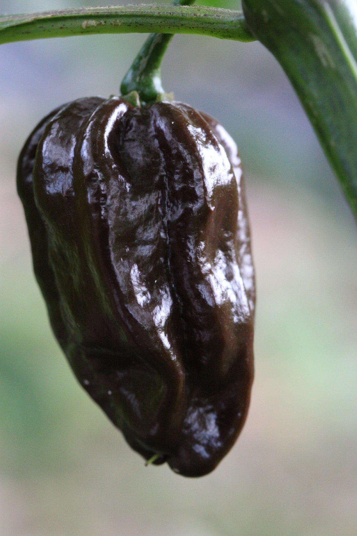 Habanero Brown Congo