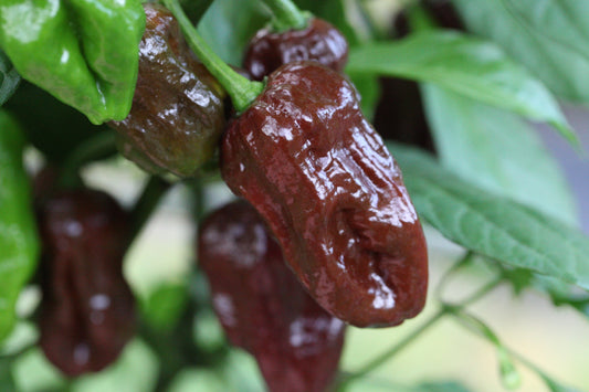 Douglah Cappy's Strain