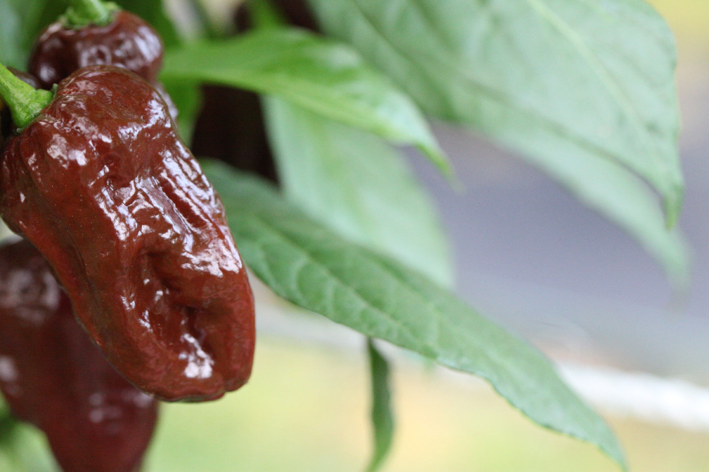 Douglah Cappy's Strain