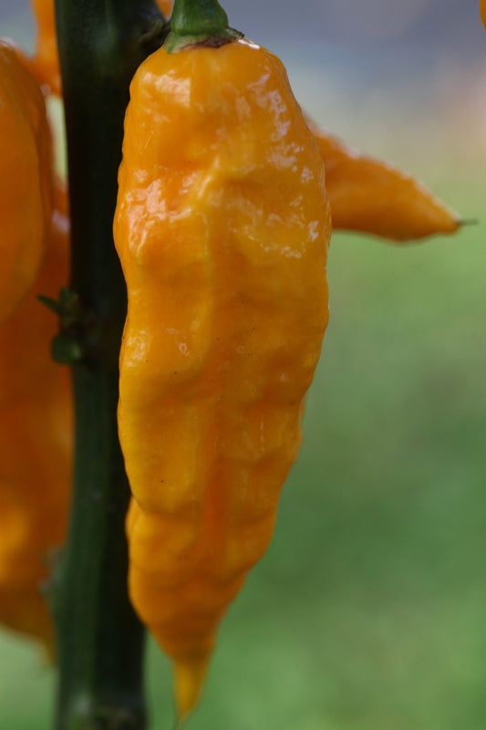 Naga Bhut Jolokia (Ghost Chilli)