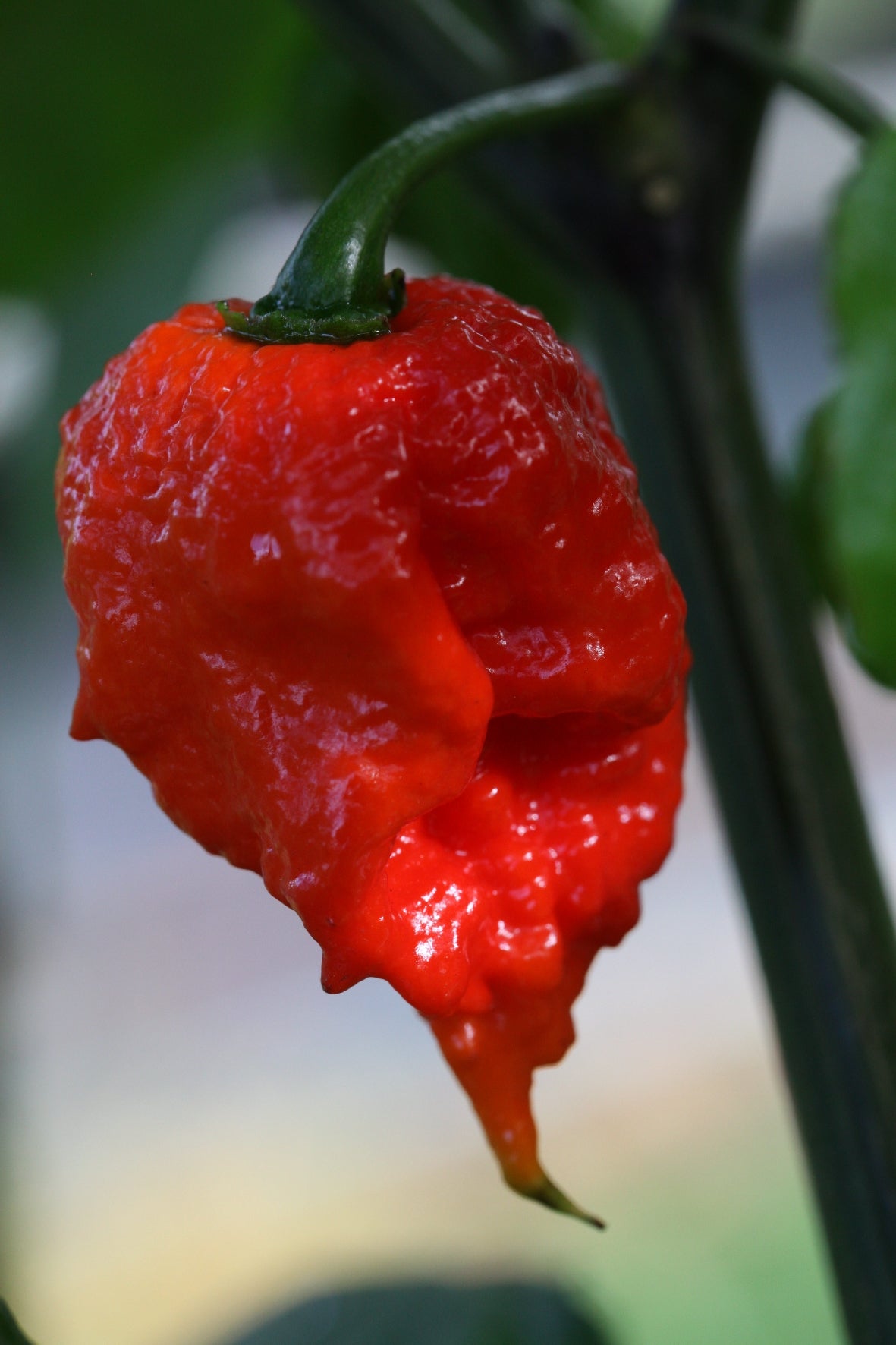 Carolina Reaper