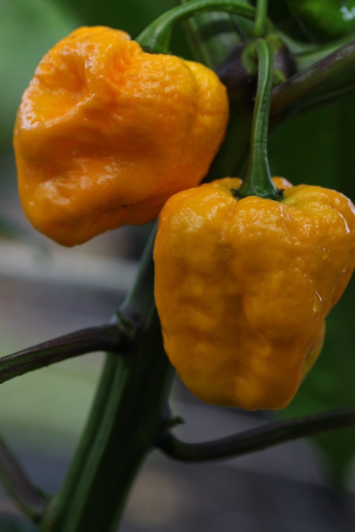 Trinidad Scorpion Moruga