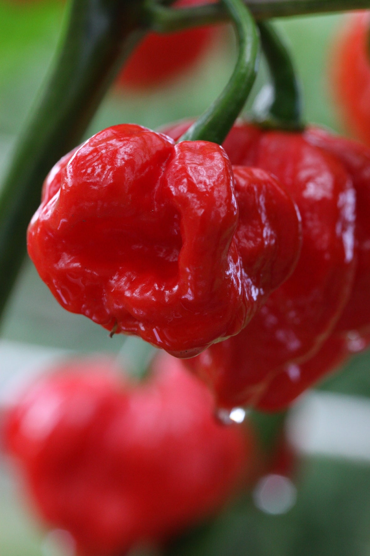 Trinidad Scorpion Moruga