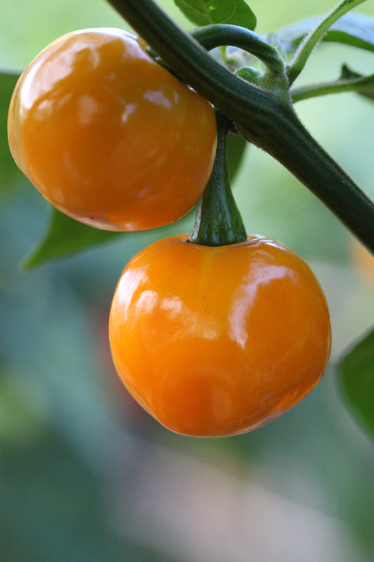Scotch Bonnet Jamaica