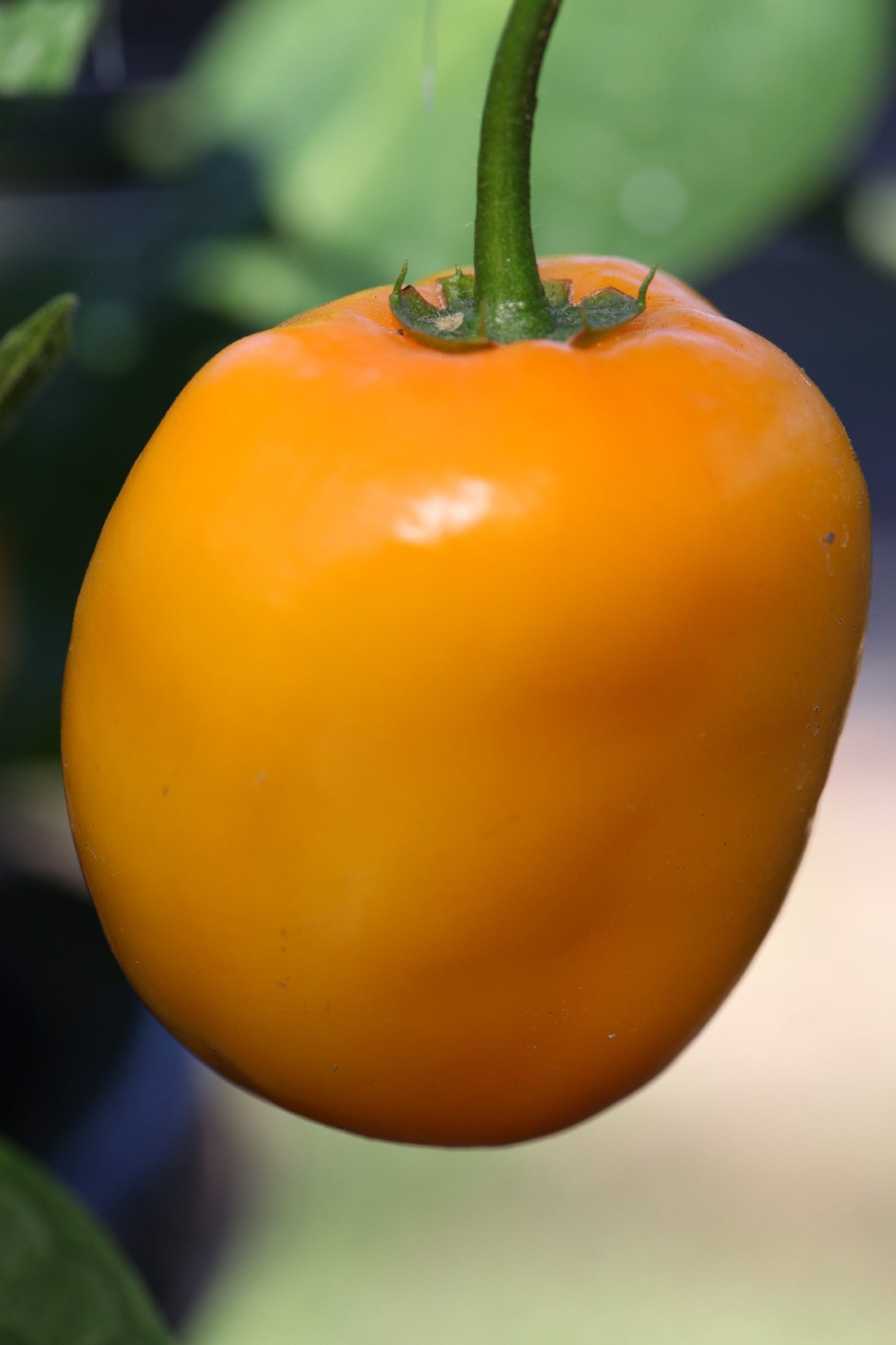 Rocoto Manzano