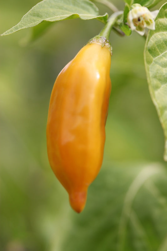 Aji Limon (Lemon Drop)
