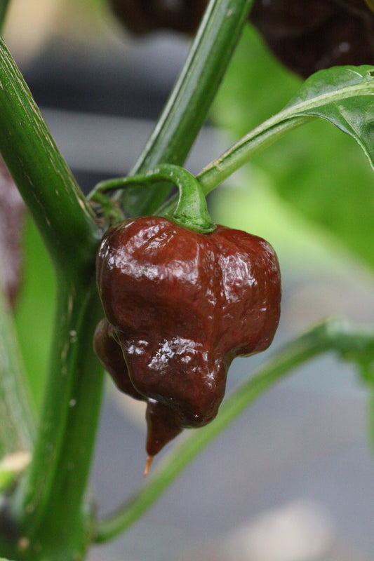 Trinidad Scorpion