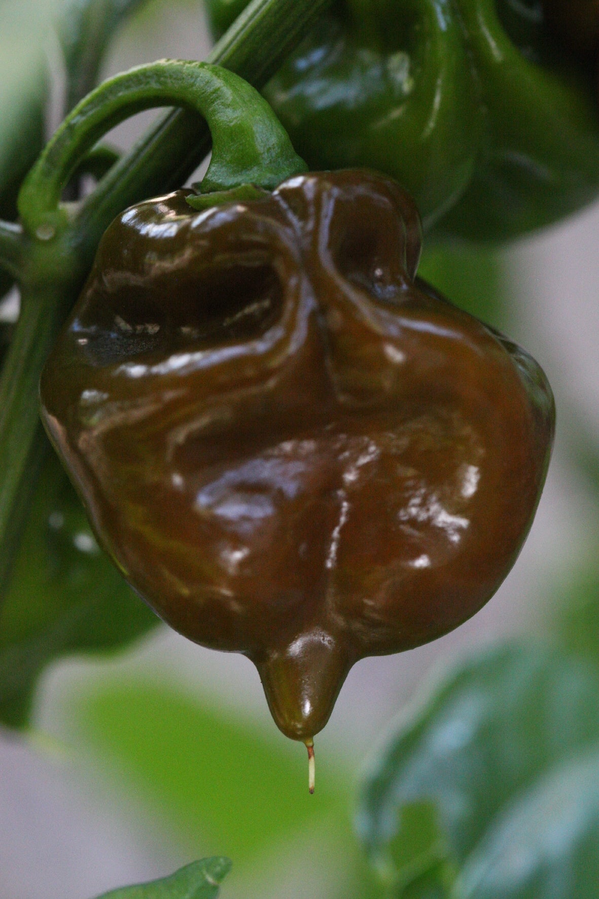 Habanero Black Stinger