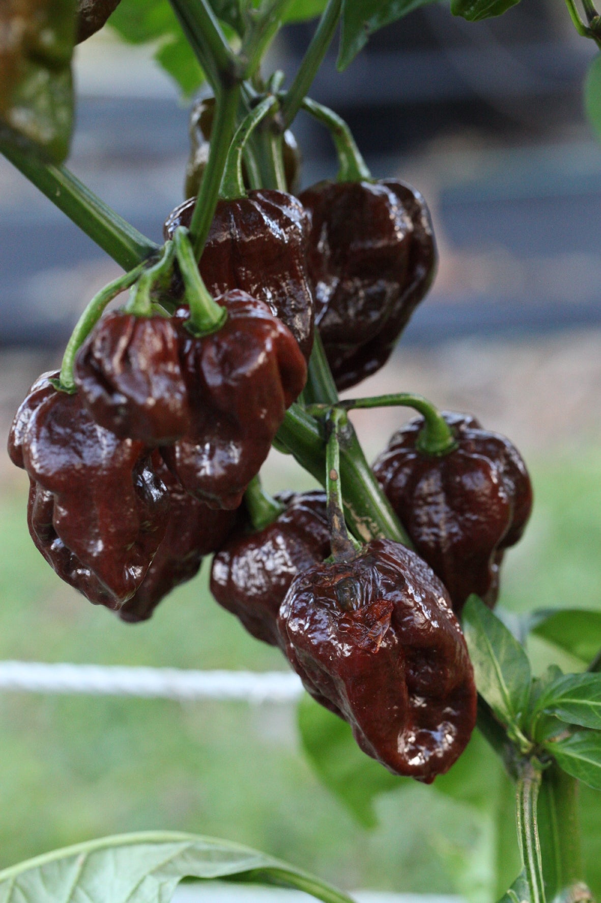 Trinidad Scorpion