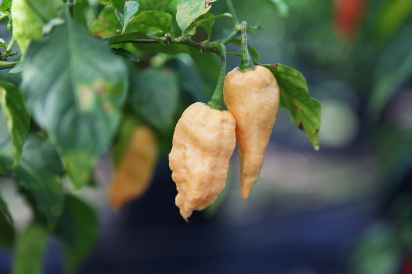Naga Bhut Jolokia (Ghost Chilli) Cross Scorpion Jay's