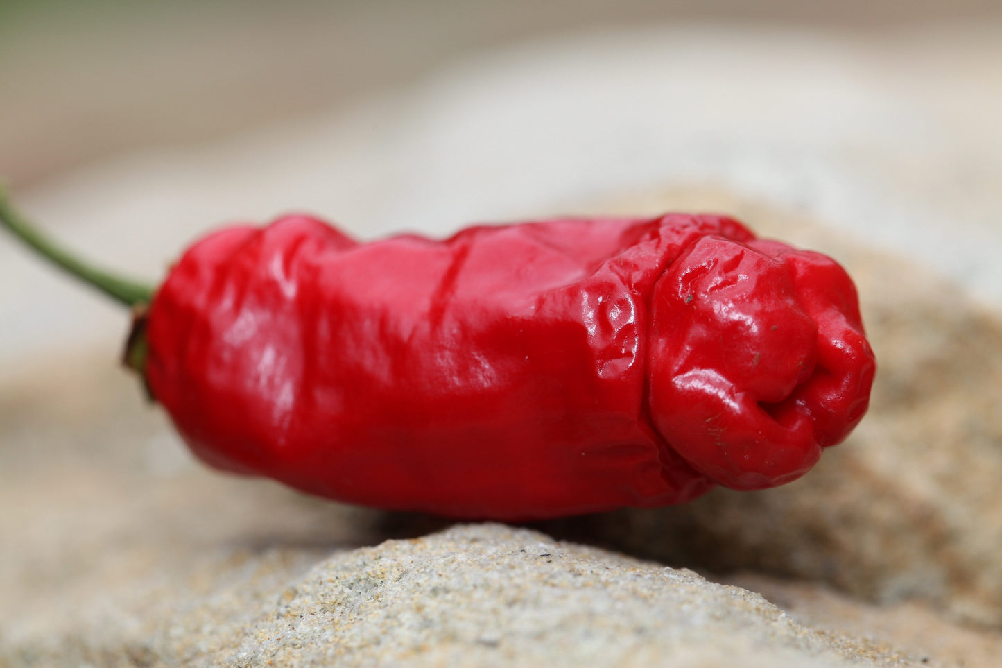 Peter Pepper Penis