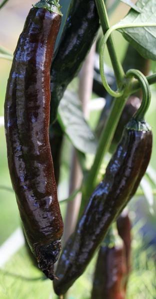 Pasilla Bajio