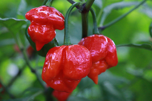 Trinidad Scorpion Butch Taylor Cross Trinidad 7 Pod Jonah