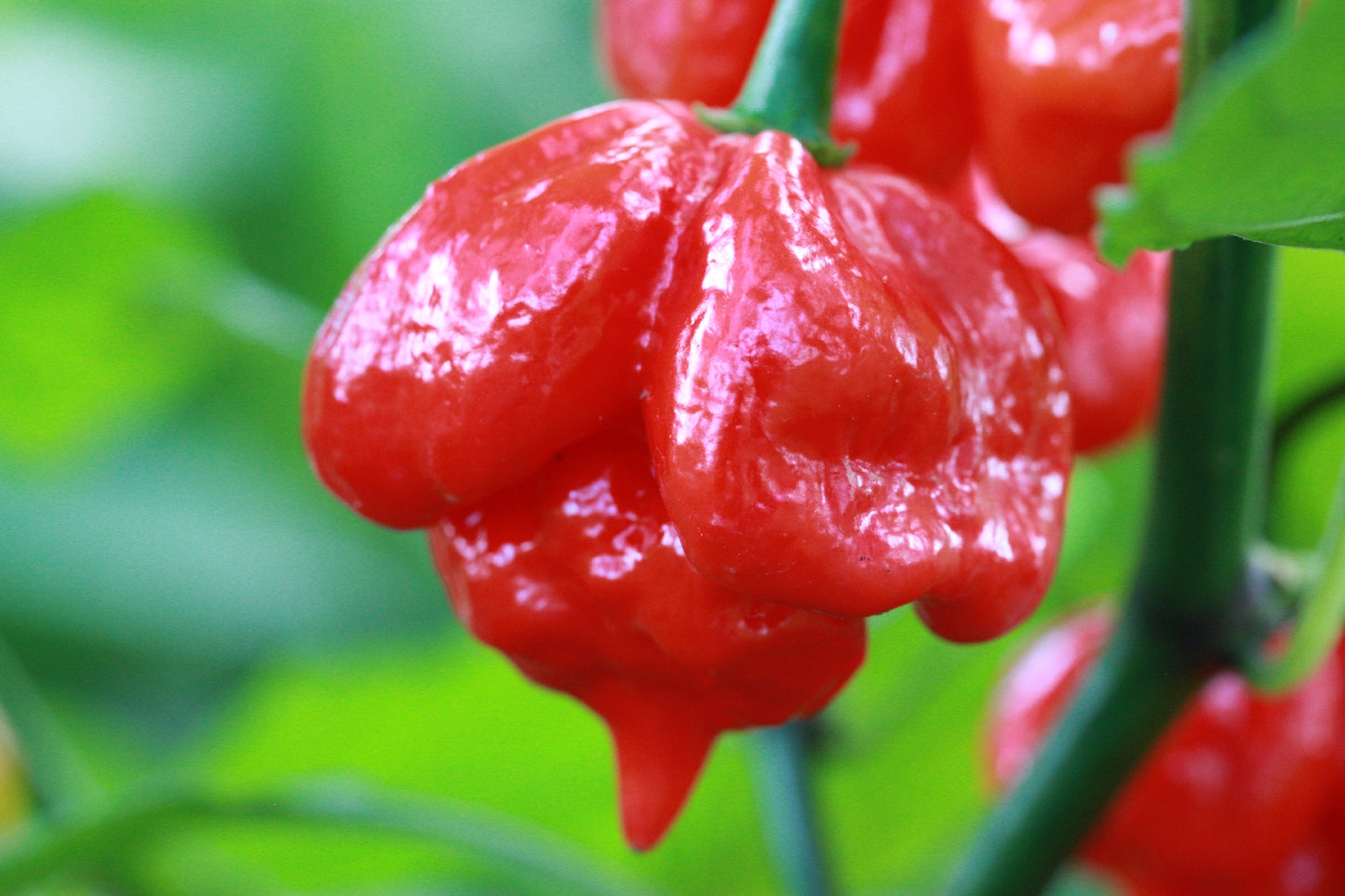 Trinidad Scorpion Butch Taylor