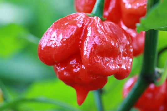 Trinidad Scorpion Butch Taylor